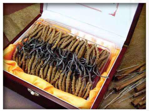 贡山冬虫夏草回收